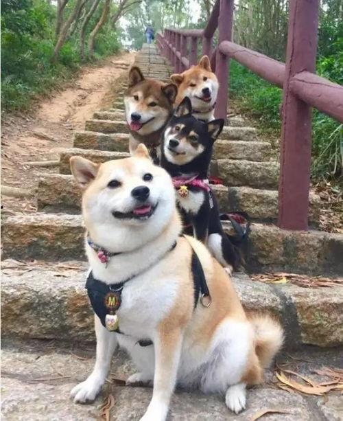 养柴犬的明星网红,揭秘养柴犬明星的日常生活