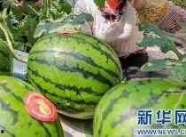 今日辛集吃瓜视频最新消息,揭秘今日热点事件幕后真相