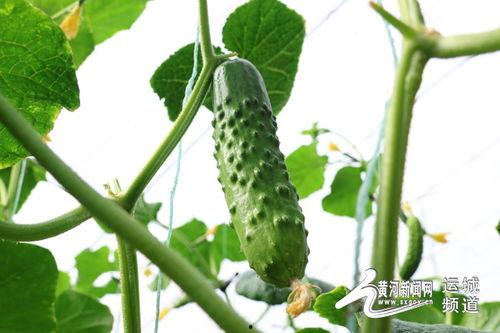 小乳瓜今日价格行情,今日行情一览”