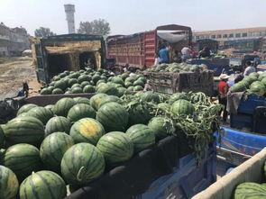 广东毛瓜批发市场今日价格,行情波动，供需动态解析”