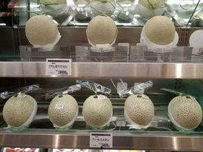 网纹蜜瓜今日价格,价格行情一览