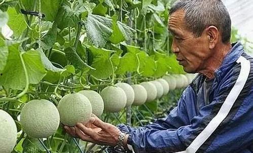 网纹蜜瓜今日价格,价格行情一览