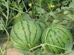 永城今日瓜价,今日瓜价一览