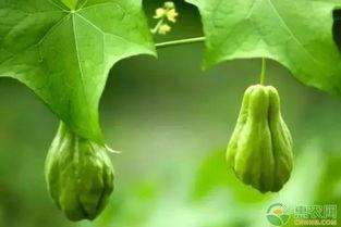 昆明今日丰收瓜价格,喜看瓜果飘香，丰收喜悦映照市场