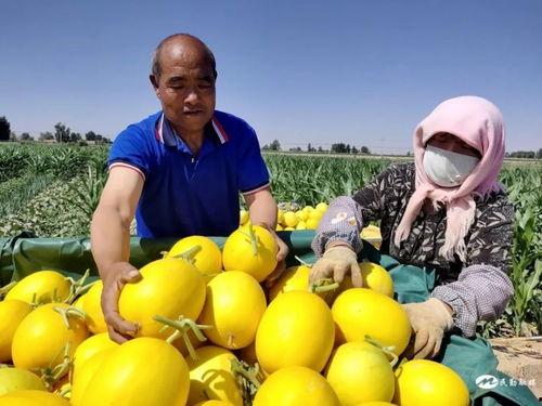 西周蜜瓜今日价格,价格行情一览