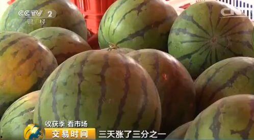 今日毛瓜的价格是多少呢,今日毛瓜价格行情分析