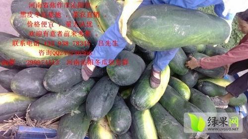 今日毛瓜的价格是多少呢,今日毛瓜价格行情分析