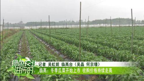 今日海南冬季瓜菜价格多少,丰收季喜讯连连