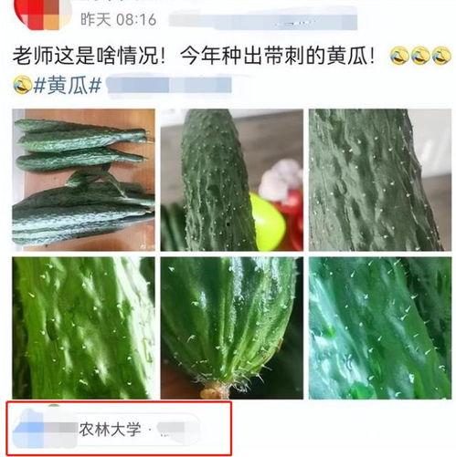 今日无瓜,揭秘瓜界奇闻轶事