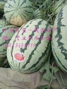 硒砂瓜今日行情