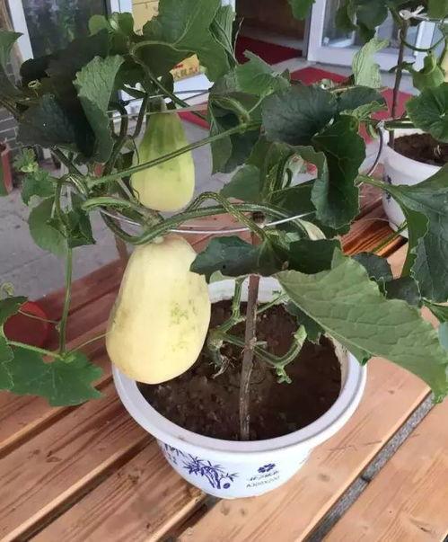 弥河银瓜今日价格,价格行情一览”