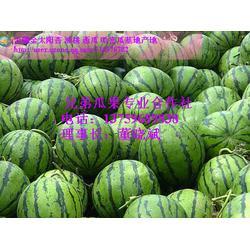陕西美都瓜价最新行情今日
