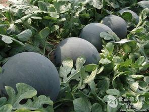 今日瓜的价格,市场行情一览