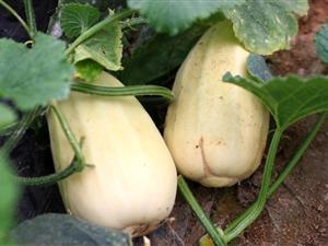 弥河银瓜今日新闻,今日新闻聚焦的甜蜜焦点