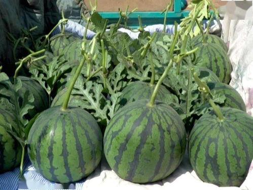 山东潍坊吊瓜今日价格,市场行情实时解析