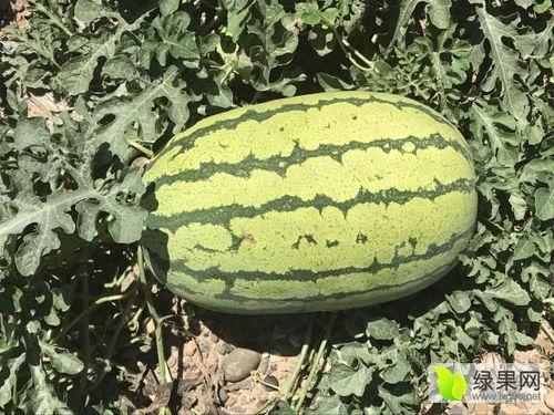 宁夏瓜今日市场报价,新鲜瓜果价格走俏，市场供需两旺”