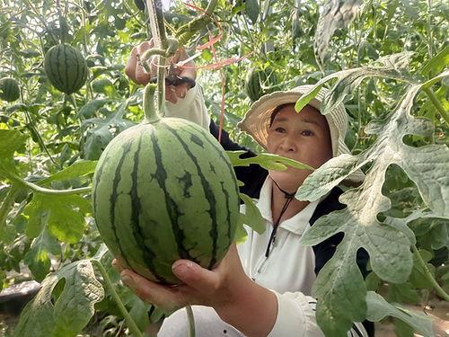 山西小吊瓜产地今日价格,丰收喜讯，瓜价飘红