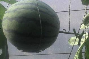 武威吊瓜今日价钱,新鲜上市，实惠抢购！