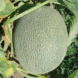 今日哈密瓜新闻