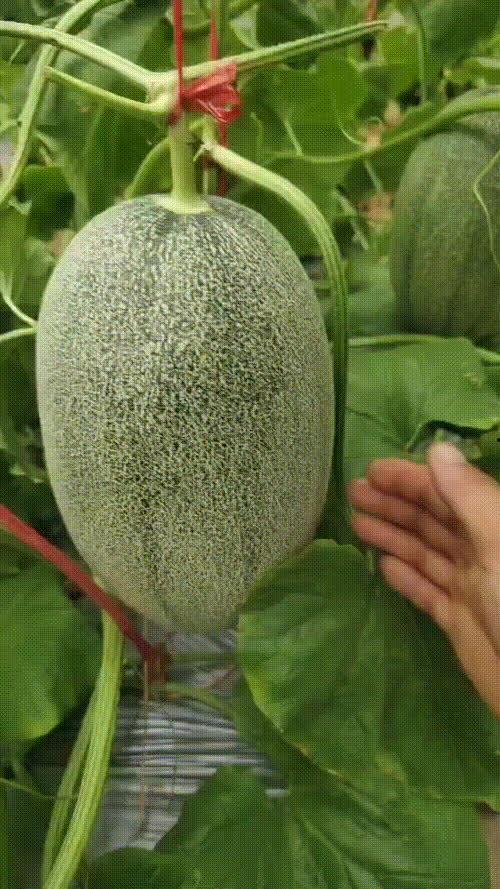 今日海南哈密瓜最新价格,今日行情一览