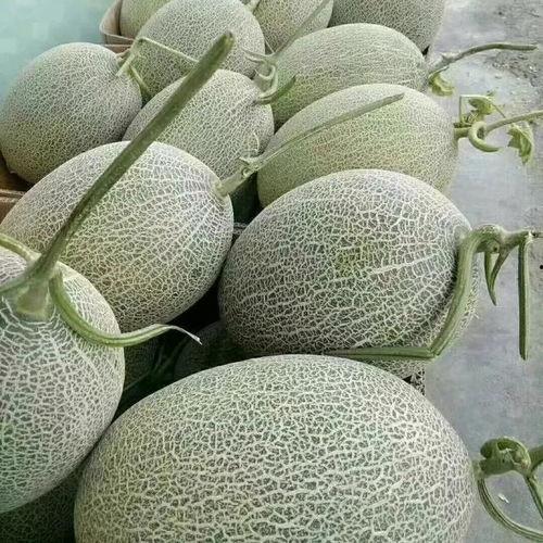 新疆哈密瓜今日价格行情,价格行情一览