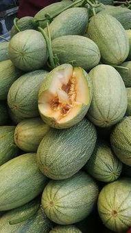 新疆哈密瓜今日价格行情,价格行情一览