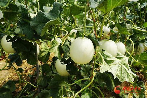 嘉兴小蜜瓜今日行情,甜蜜上市，价格稳中有升