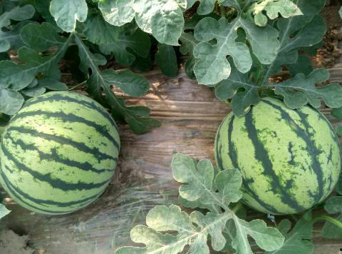 河南小白瓜今日行情价格