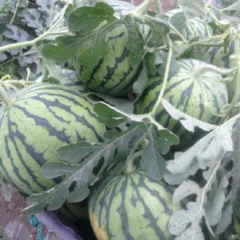 河南小白瓜今日行情价格