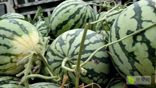 河南小白瓜今日行情价格