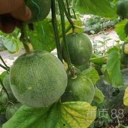 云南建水小瓜今日行情,丰收喜人，价格稳中有升