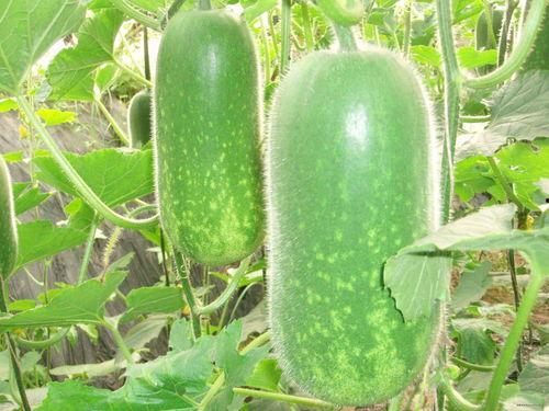 今日吃瓜必吃大瓜下一句,揭秘今日吃瓜必吃大瓜背后的惊人真相