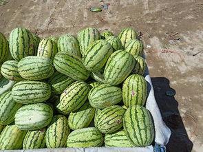 石巴瓜今日价,市场行情一览”