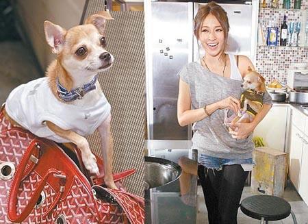 撞脸明星网红狗血视频,狗血视频引发网友热议