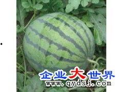 今日小井瓜价格,市场动态一览”