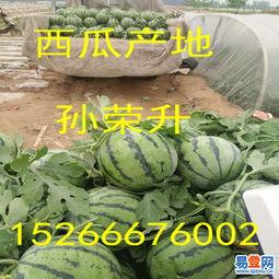 今日小井瓜价格,市场动态一览”