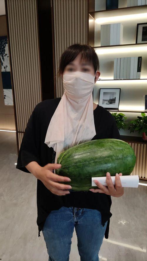 今日小井瓜价格,市场动态一览”