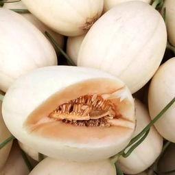 山东聊城东方蜜瓜今日价,甜蜜价格惊喜来袭！