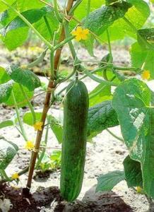 今日云南秋瓜行情怎么样,丰收喜人，价格稳定