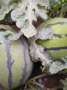 郯城今日瓜价行情最新,今日瓜价走势一览”