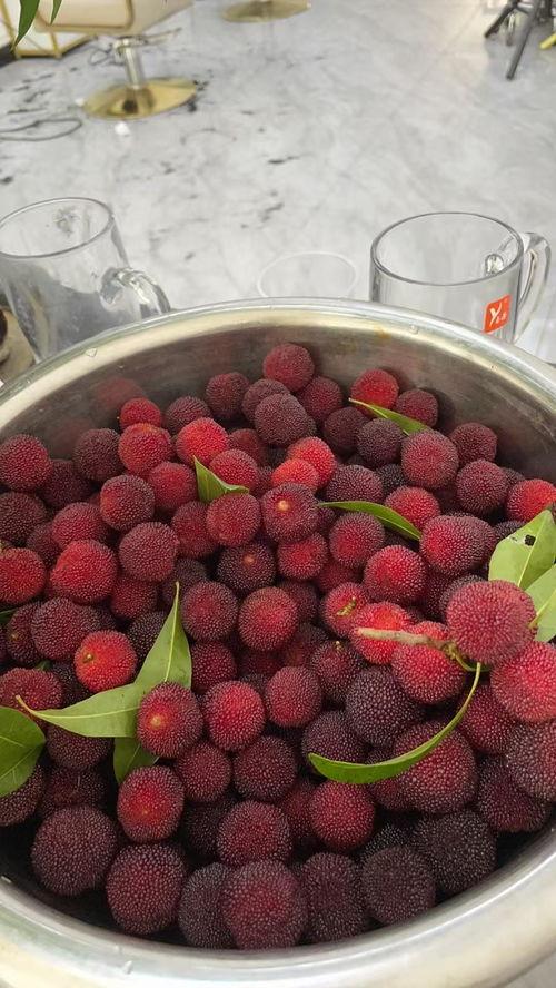 今日哈密瓜视频,甜蜜滋味背后的种植奥秘