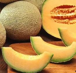 今日哈密瓜视频,甜蜜滋味背后的种植奥秘