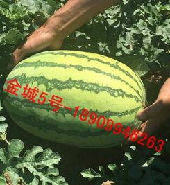 新疆瓜今日行情,丰收季里的甜蜜商机