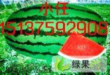 新疆瓜今日行情,丰收季里的甜蜜商机