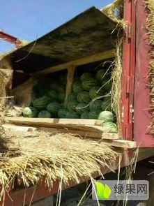 新疆瓜今日行情,丰收季里的甜蜜商机