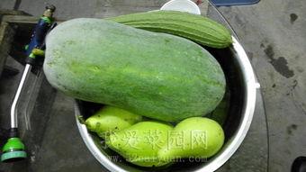 今日吃瓜热门大瓜谭竹,揭秘娱乐圈最新“瓜王”背后的故事