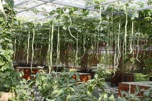 今日蛇瓜价格走势预测,洞察市场趋势，把握投资良机